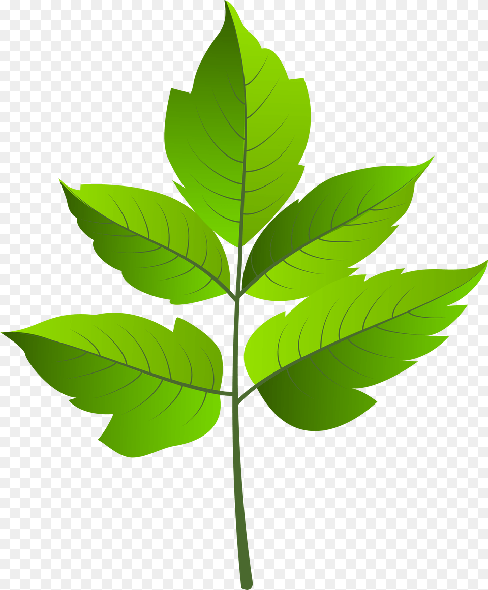 Leaf Green Clip Ar, Plant, Tree Png Image