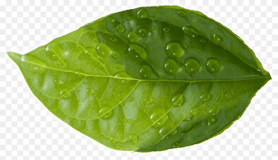 Leaf Green Leaves, Plant Png