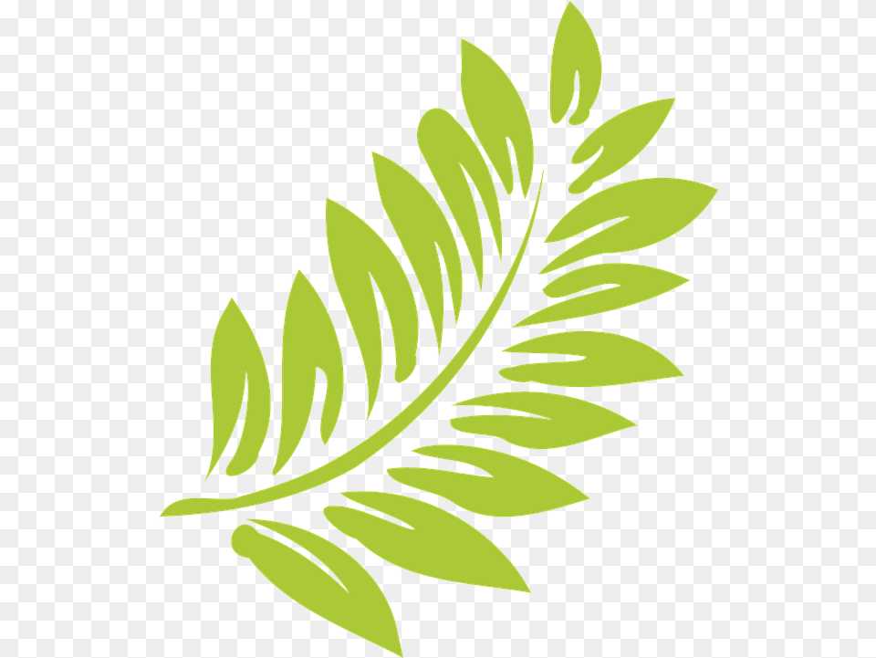 Leaf Green Light Hibiscus Clip Art, Plant, Pattern, Graphics, Floral Design Free Png Download