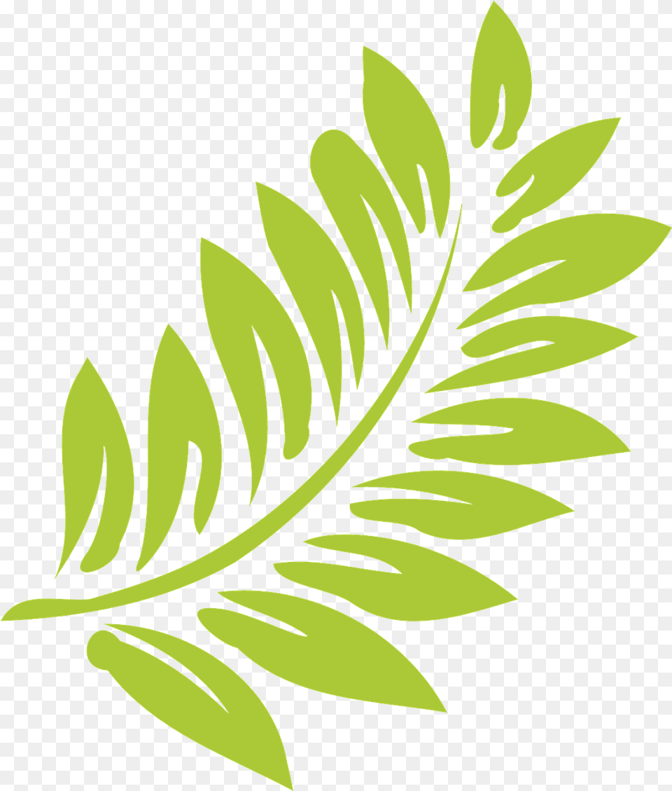 Leaf Green Light Vector Graphic On Pixabay Hibiscus Clip Art, Plant, Pattern, Graphics, Fern Png Image