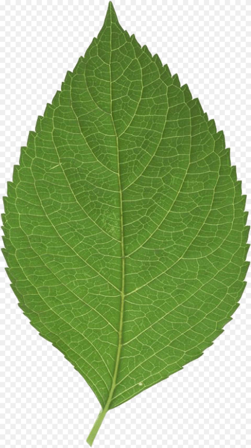 Leaf Green Sweet Birch, Plant, Grass Free Transparent Png