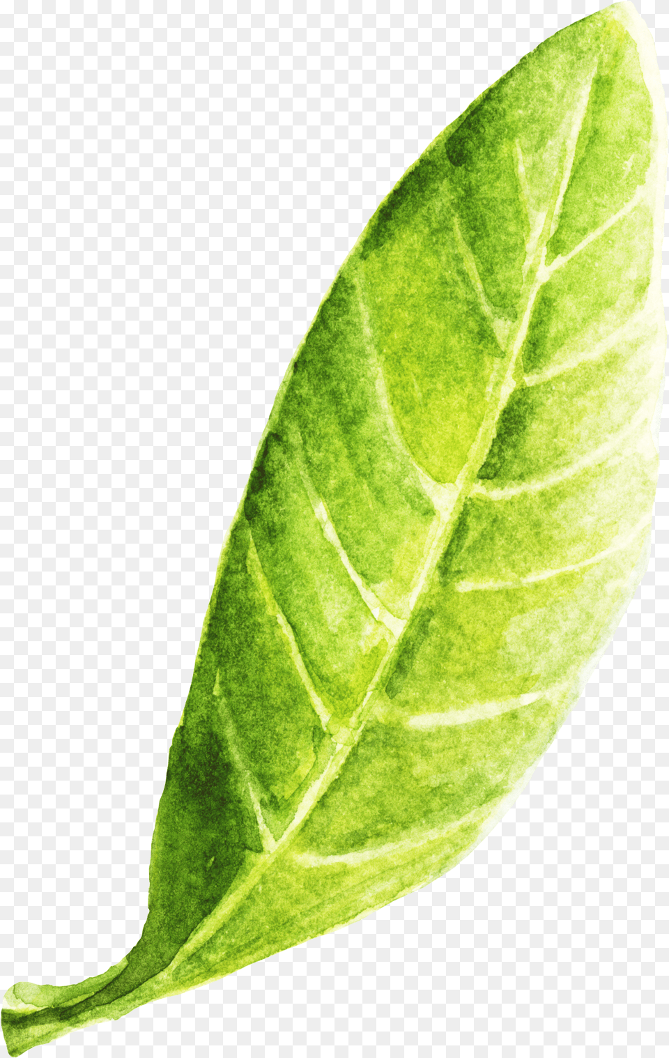 Leaf Hd Book, Plant Free Png Download