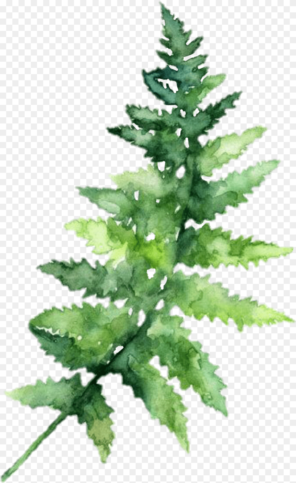 Leaf Hd Transparent Image Leaves Watercolor, Fern, Plant Free Png