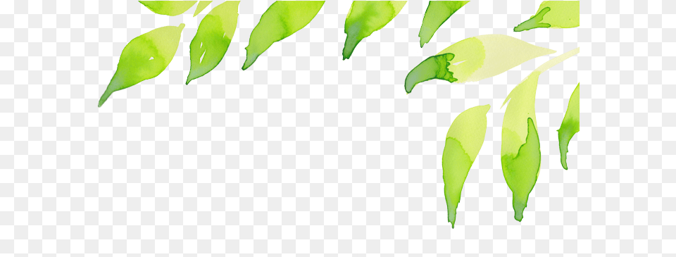 Leaf Header Transparent Background, Green, Plant, Fern, Tree Png Image