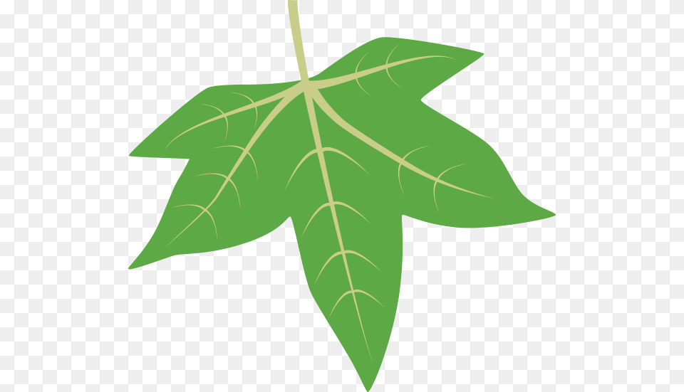 Leaf Id, Plant, Tree, Maple Leaf, Maple Free Png Download