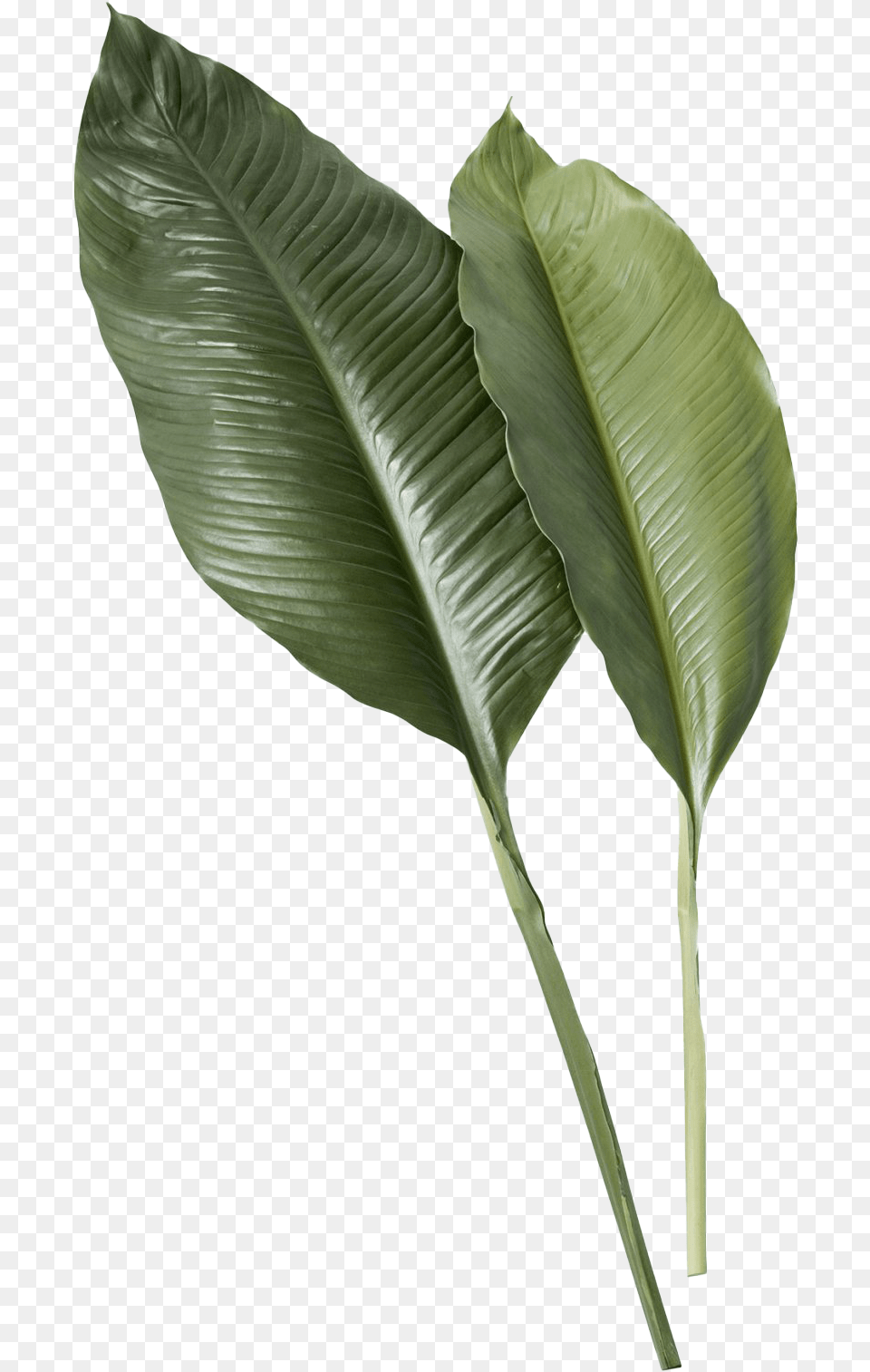 Leaf Image Transparent Tropical Leaves, Plant, Flower, Tree, Araceae Png