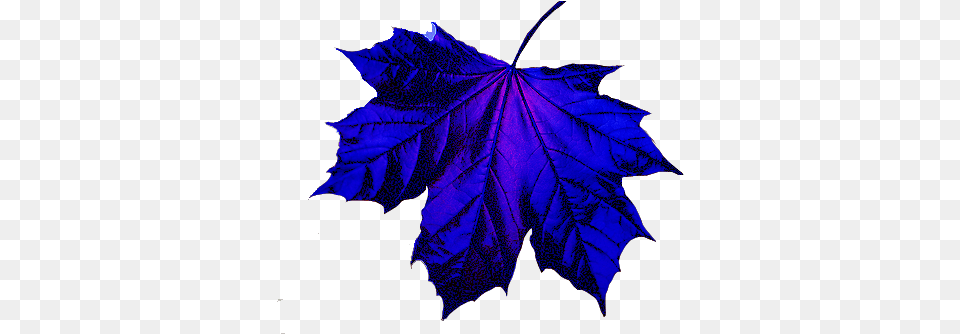 Leaf Images Blue Leaves Autumn Leaves Pictures Of Purple And Blue Leaves, Plant, Tree, Maple Leaf, Maple Free Png