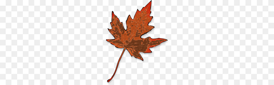 Leaf Images Icon Cliparts, Plant, Tree, Maple Leaf Free Transparent Png