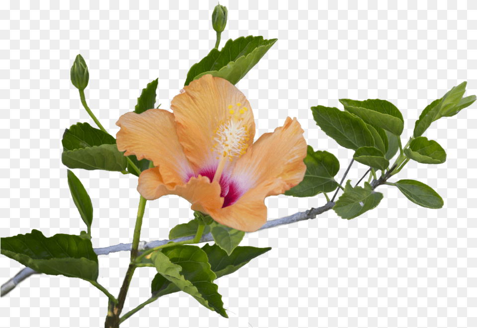 Leaf Images Pluspng Transparent Hibiscus Flowers And Leaves, Flower, Plant, Pollen, Acanthaceae Free Png Download