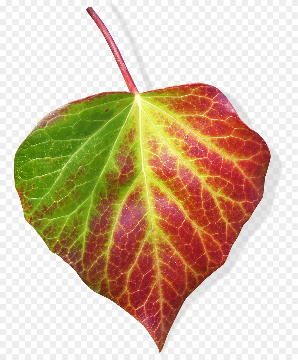 Leaf Ivy Transparent Background Green And Red Leaf Leaf, Plant, Flower Free Png Download