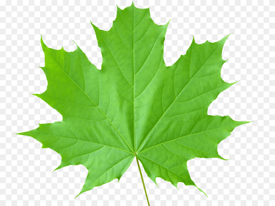 Leaf Leaves, Plant, Tree, Maple, Maple Leaf Free Transparent Png