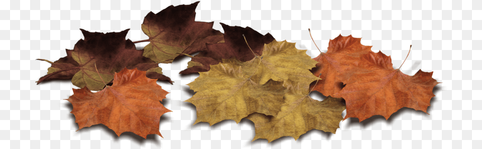 Leaf Leaves Images Autumn Leaves Piles Transparent, Plant, Tree, Maple, Maple Leaf Free Png Download