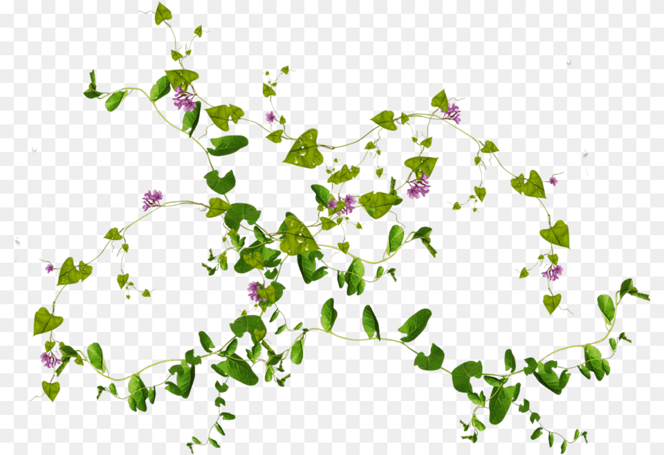 Leaf Leaves Images Flowers And Leaves, Acanthaceae, Flower, Plant, Vine Png