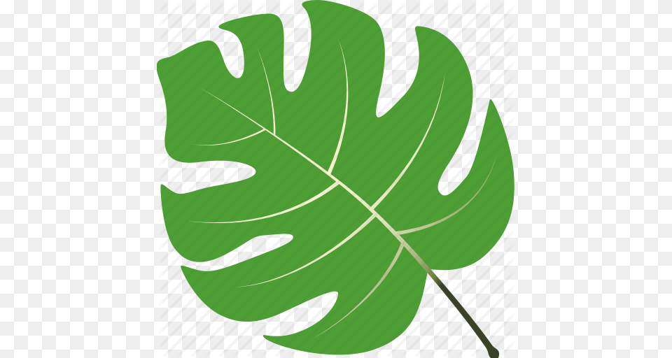 Leaf Leaves Maple Nature Tree Tropical Icon, Plant, Animal, Fish, Sea Life Png Image