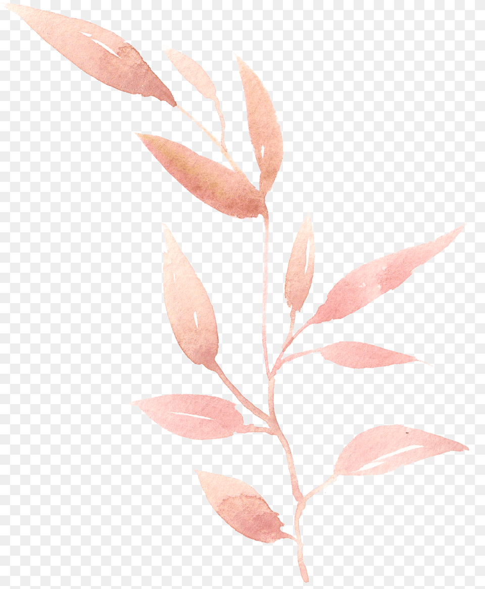 Leaf Leaves Painting Hand Flower, Herbal, Plant, Herbs, Grass Free Transparent Png