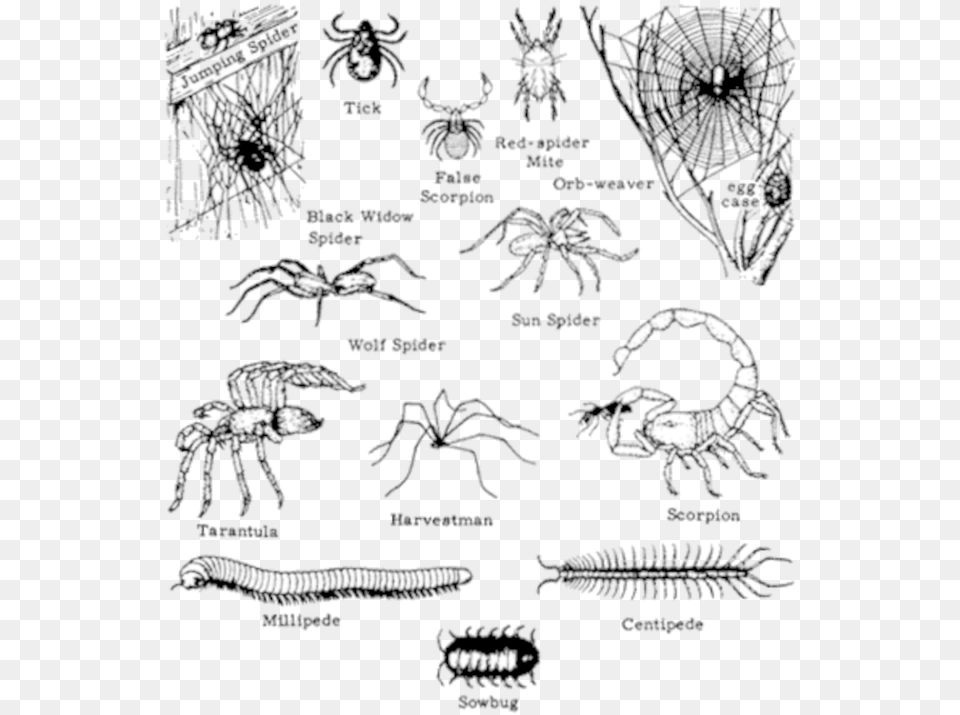 Leaf Litter Identification Key, Animal, Invertebrate, Spider, Insect Free Png