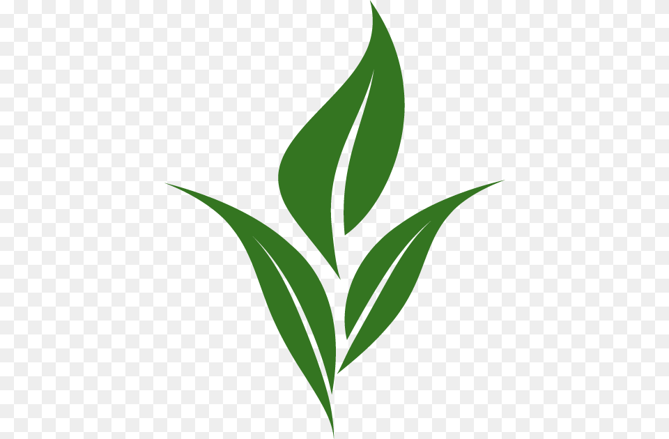 Leaf Logo Image, Green Png