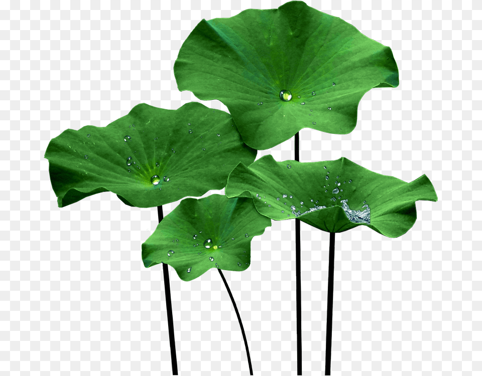 Leaf Lotus, Green, Plant, Flower, Petal Free Png Download
