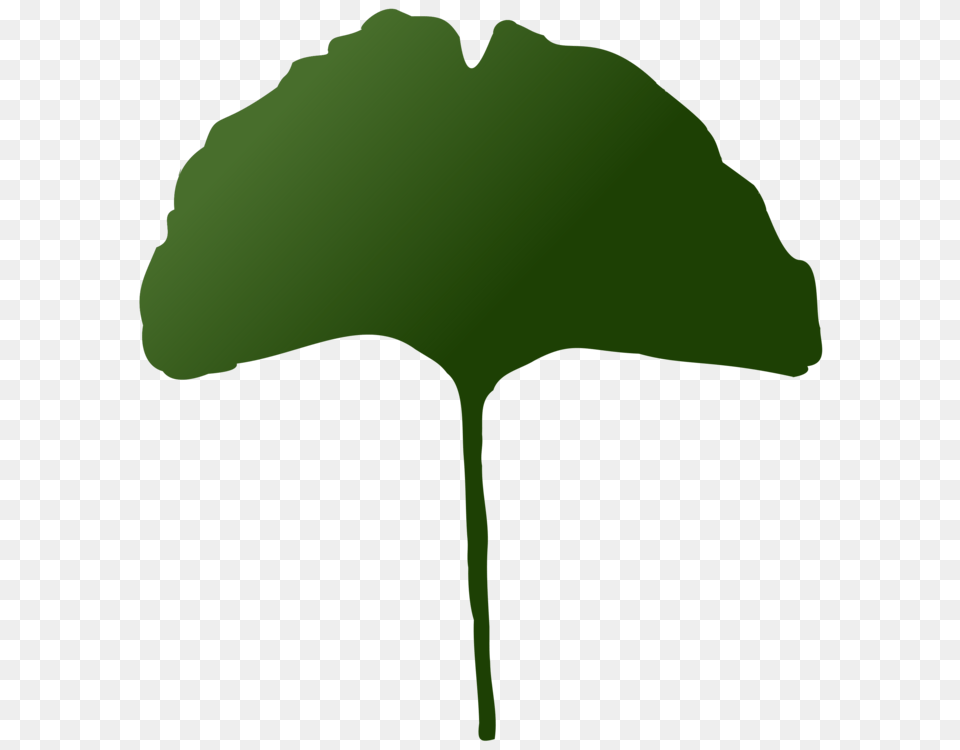 Leaf Maidenhair Tree Plants Palm Trees, Green, Plant Png Image