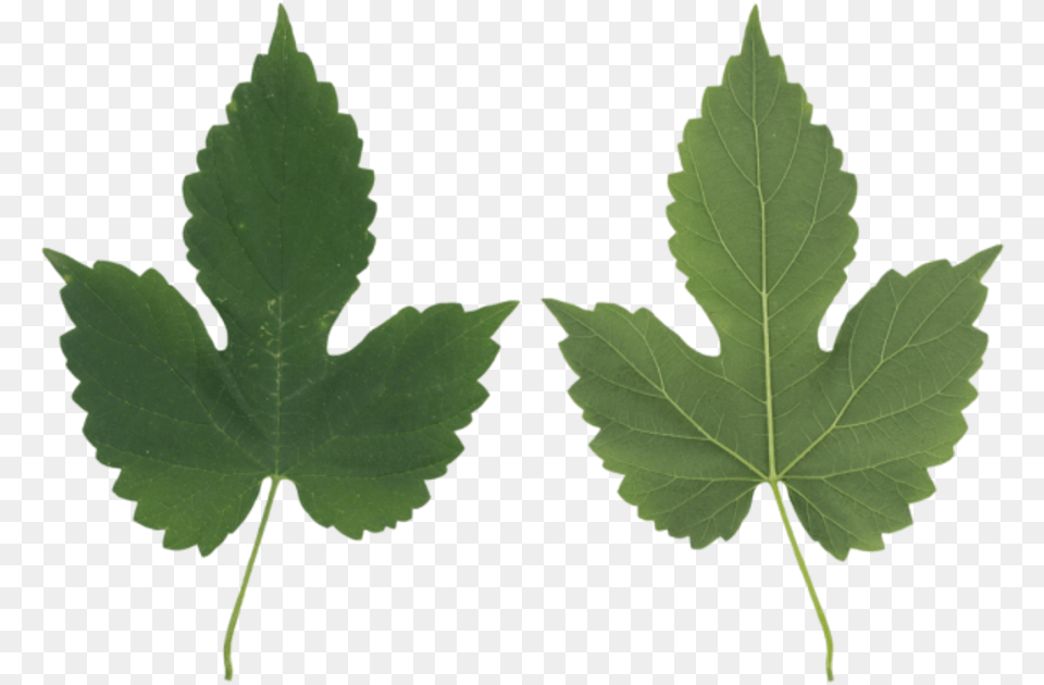 Leaf Maple Leaf Maple Leaf, Plant, Tree, Oak, Sycamore Png