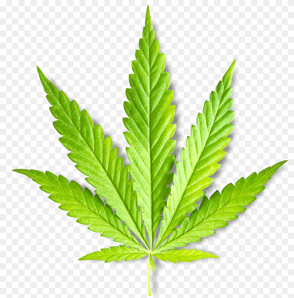 Leaf Marijuana Plant, Hemp, Weed Free Png Download