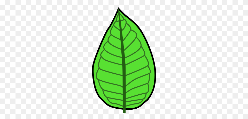 Leaf Morphology, Plant Png