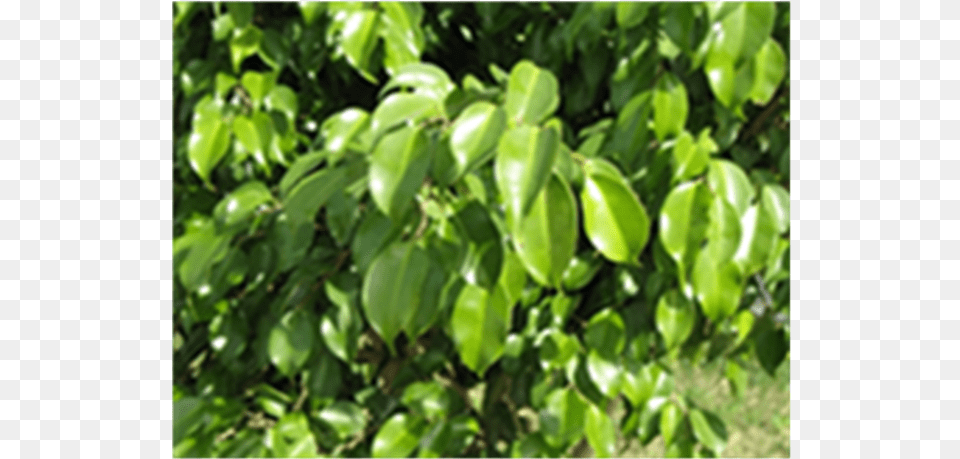 Leaf Morphology For Ficus Benjamina L Planta Descarrego Forte, Plant, Vegetation, Tree, Food Free Transparent Png