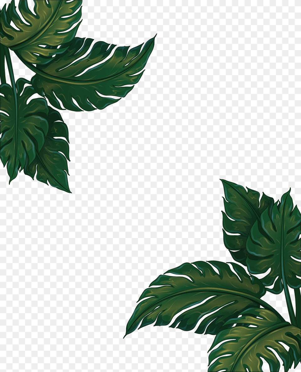 Leaf Musa Euclidean Vector Green Frame Basjoo Banana Leaves Frame, Plant, Herbs, Vegetation, Tree Png Image