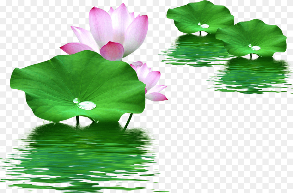 Leaf Nelumbo Nucifera Lotus Effect Water Clipart Lotus With Leaf, Flower, Pond, Plant, Outdoors Png