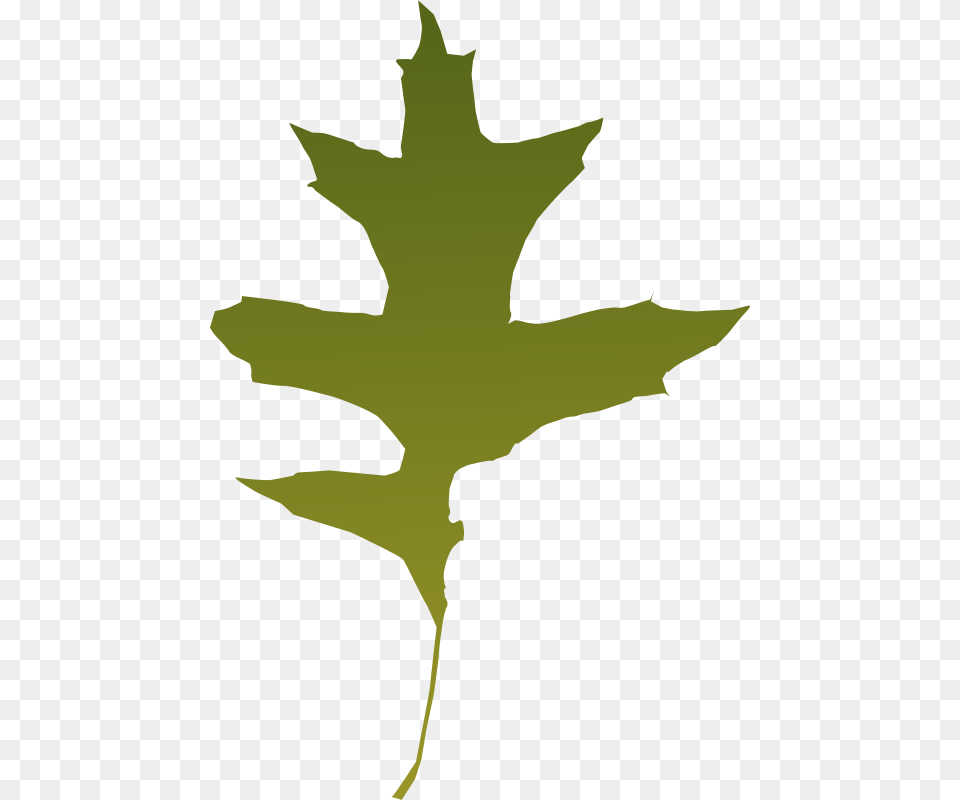 Leaf Oak Green, Maple Leaf, Plant, Person Png