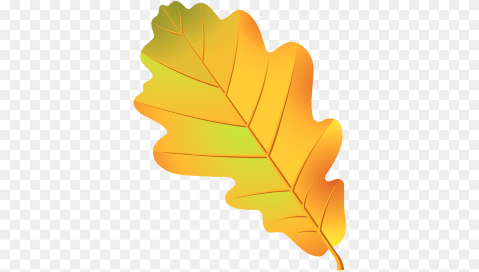 Leaf Oak Tree Acorn Drawing Oak Tree Leaves Clipart, Plant, Maple Leaf Png Image