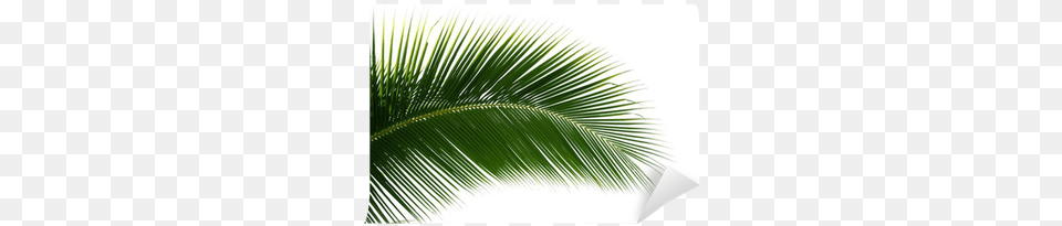 Leaf Of Coconut Palm Tree Isolated Wall Mural Pixers Coconut, Palm Tree, Plant, Summer, Vegetation Free Png