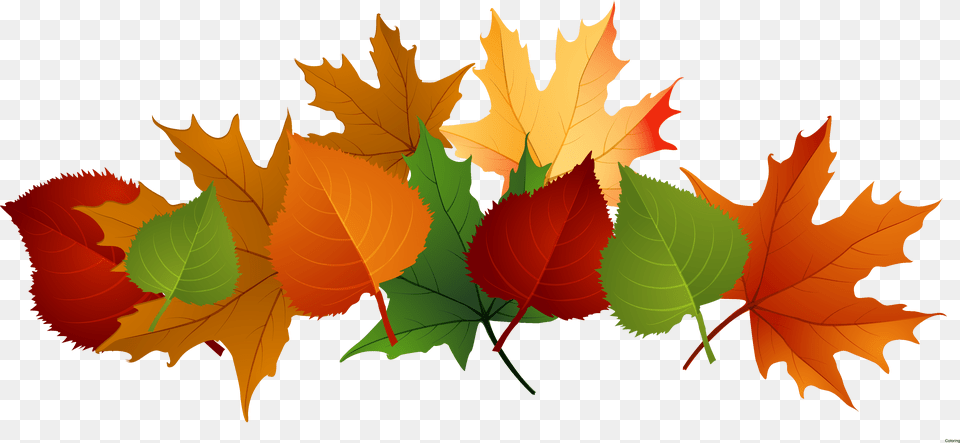 Leaf On Dumielauxepices Fall Leaves Transparent Background, Plant, Tree, Maple Leaf, Maple Free Png