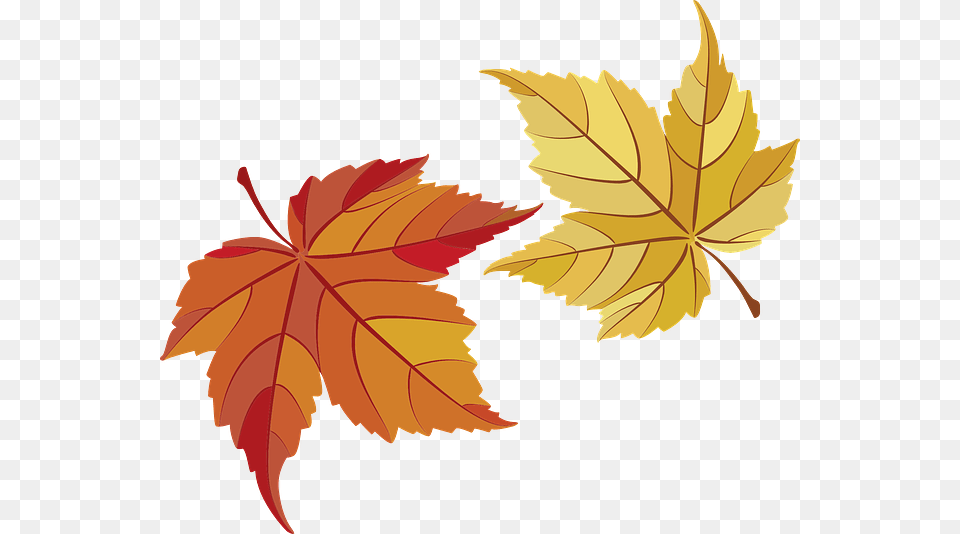 Leaf One Leaf Two Thanks For Your Business Thanksgiving, Plant, Tree, Maple, Maple Leaf Free Transparent Png
