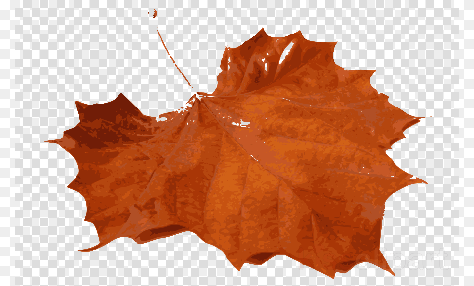 Leaf Orange Leaves Real, Plant, Tree, Maple Leaf, Maple Png