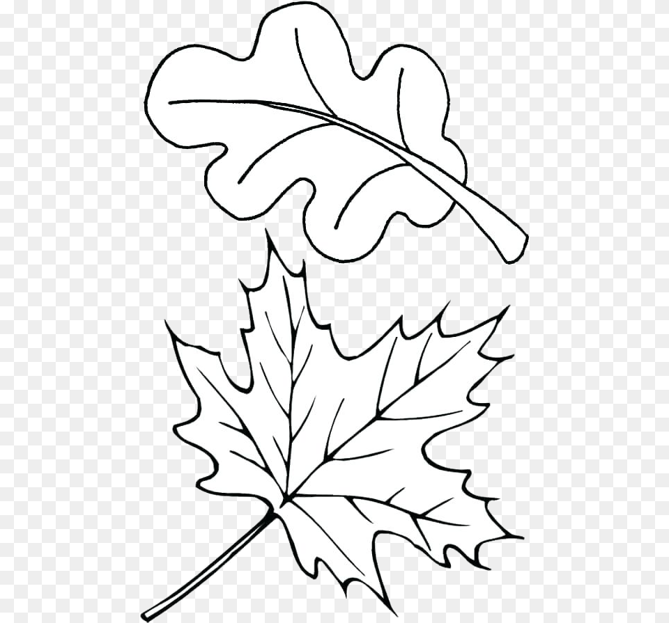 Leaf Outline Autumn Outlines Fall Clip Art Transparent Fall Leaves Coloring Pages, Plant, Person, Tree, Maple Leaf Png