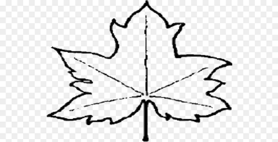 Leaf Outline Clipart, Maple Leaf, Plant, Tree Png