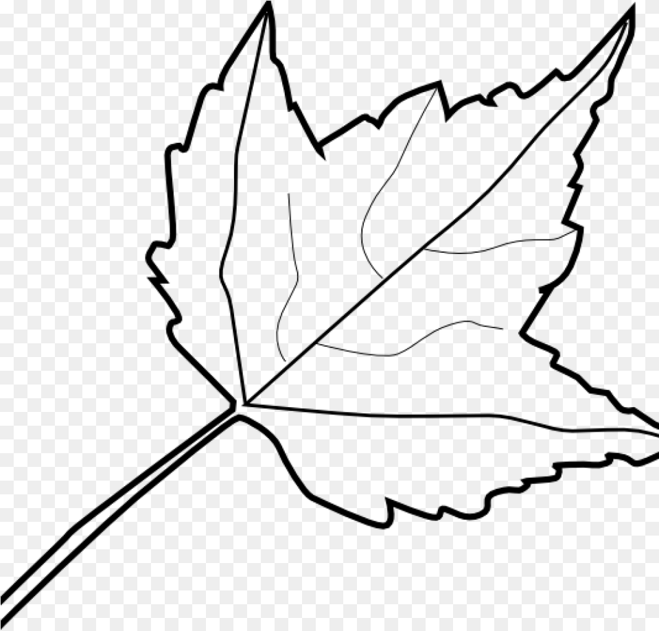 Leaf Outline Maple Leaf Outline Clip Art At Leaf Clipart Black And White, Gray Png