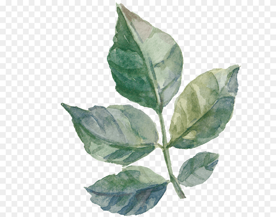 Leaf Painting, Plant, Flower, Rose Free Png
