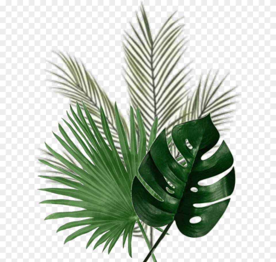 Leaf Palm Green Christmas Tree, Plant, Fern, Flower Free Transparent Png