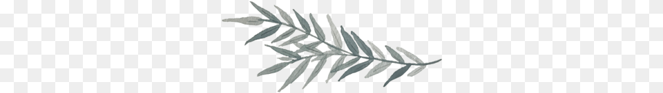 Leaf Palm Tree, Herbal, Herbs, Plant, Grass Png