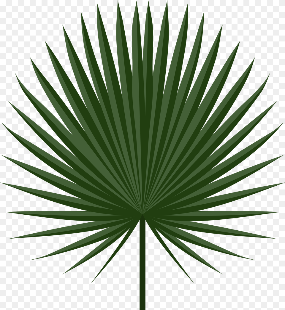 Leaf Palm Tropical Leaf, Green, Palm Tree, Plant, Tree Free Transparent Png