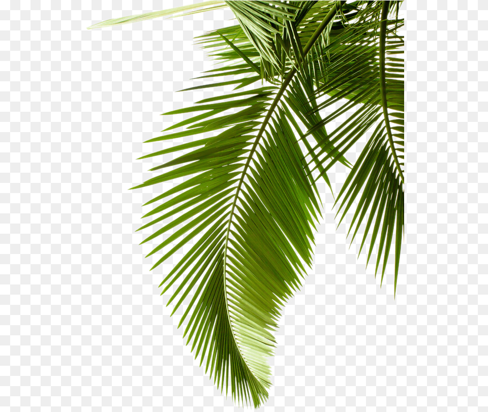 Leaf Pattern Tree Arecaceae Paper Palm Branch Clipart Transparent Background Palm Tree Leaves, Palm Tree, Summer, Plant, Rainforest Png Image