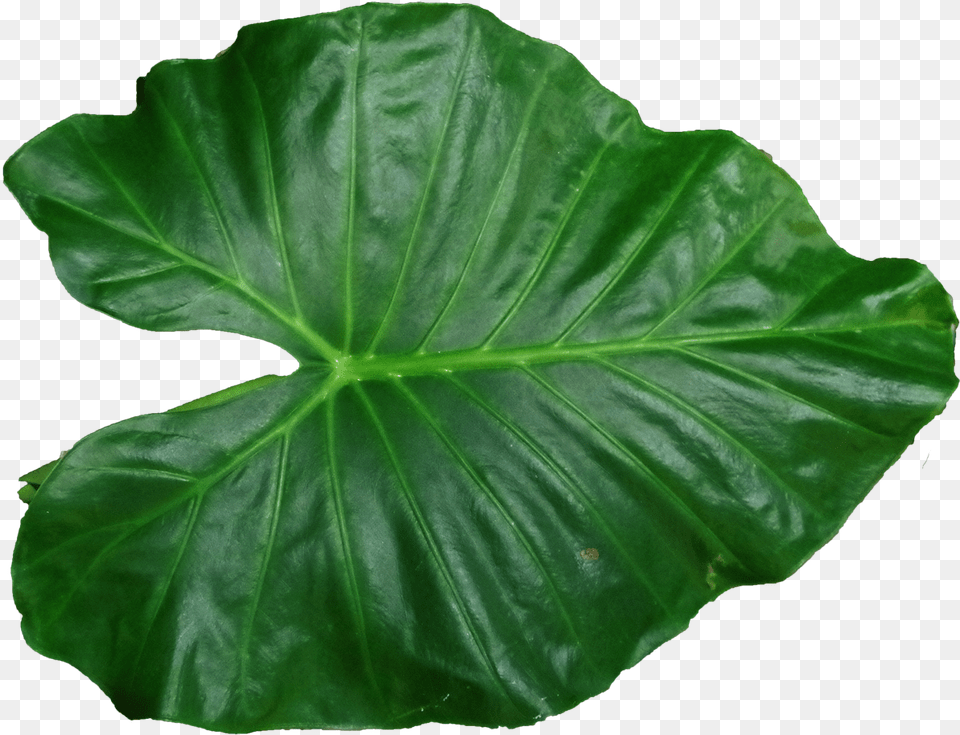 Leaf Pic Leaf, Plant, Flower Free Transparent Png
