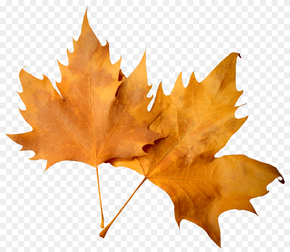 Leaf Pile Autumn Leaves, Plant, Tree, Maple Leaf, Person Free Transparent Png