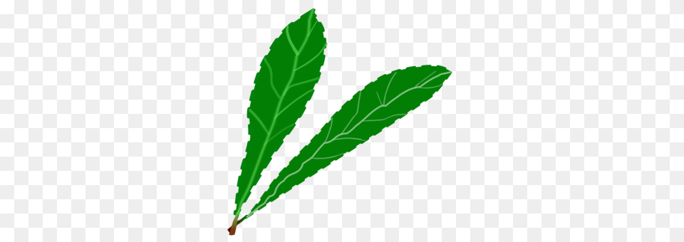 Leaf Plant Anatomy Green Vegetation, Herbal, Herbs, Tree Free Png