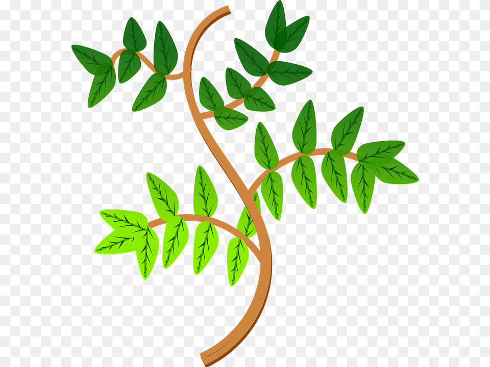 Leaf Plant Clipart Explore Pictures, Herbal, Herbs, Vegetation, Green Free Png Download