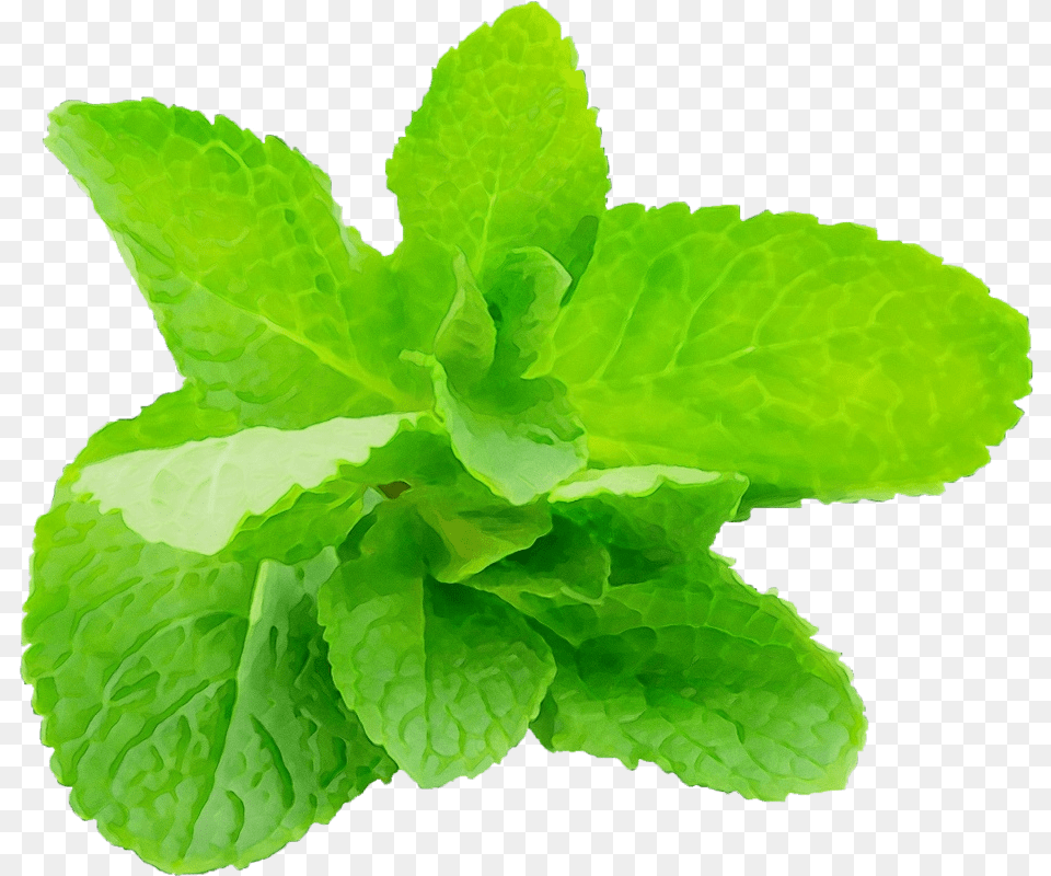 Leaf Plant Green Flower Herb U2013 M Graphix Pro Muscle, Herbs, Mint Png Image