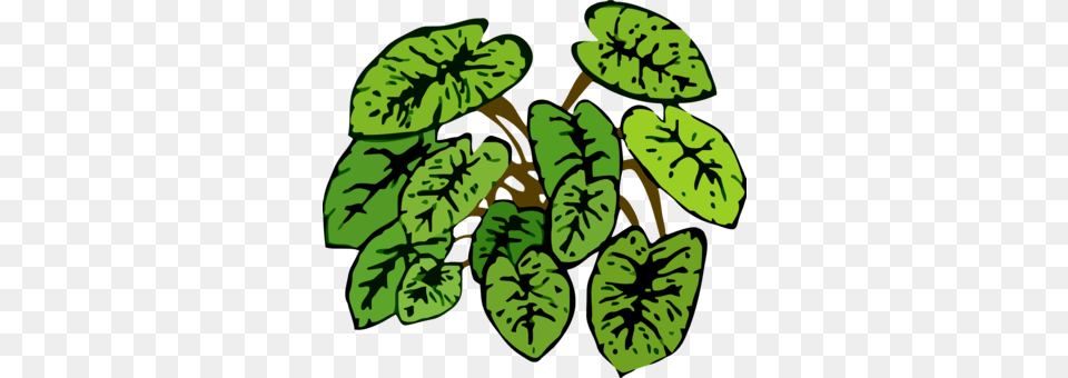 Leaf Plants Plant Stem How To Grow Herbs Botany Clip Art, Green, Vegetation, Tree, Rainforest Free Transparent Png
