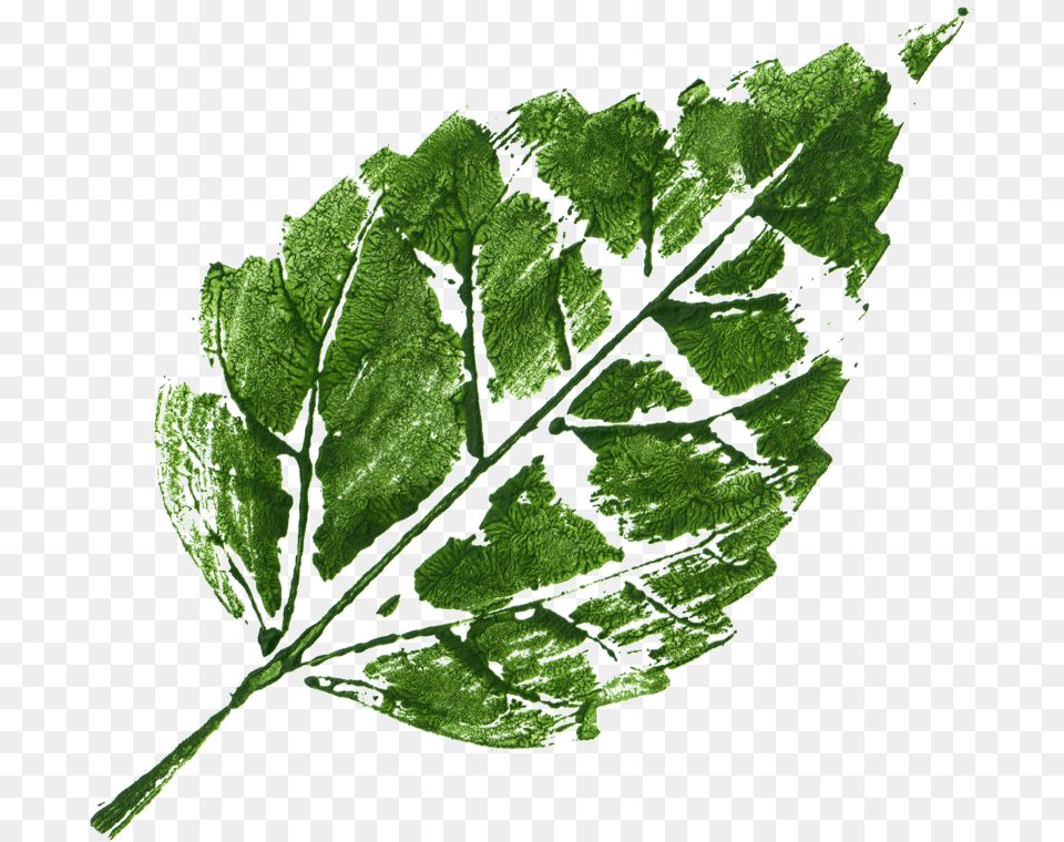 Leaf Print Hd Images, Herbal, Herbs, Plant, Tree Free Transparent Png
